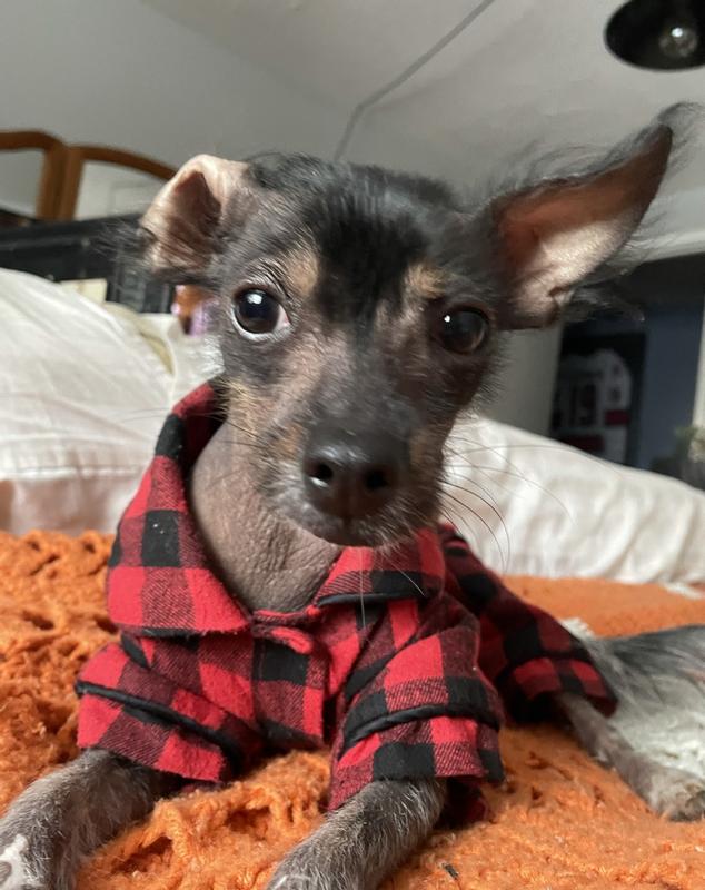 My sweet baby Oakley