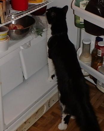 I know my Indoor Classic Pate Chicken Dinner with Garden Greens is in here somewhere!!