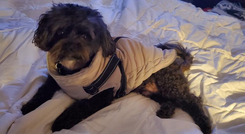 Prince has new winter coat