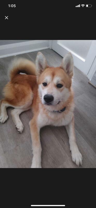 Him then. We’ve only had him for just over a month and he’s doubled in weight/ size