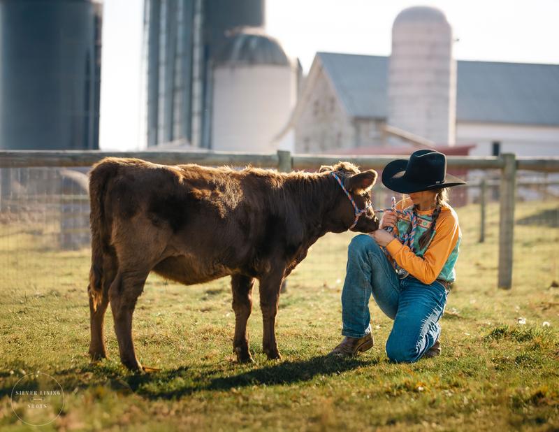 Dun breeding stock heifer calf