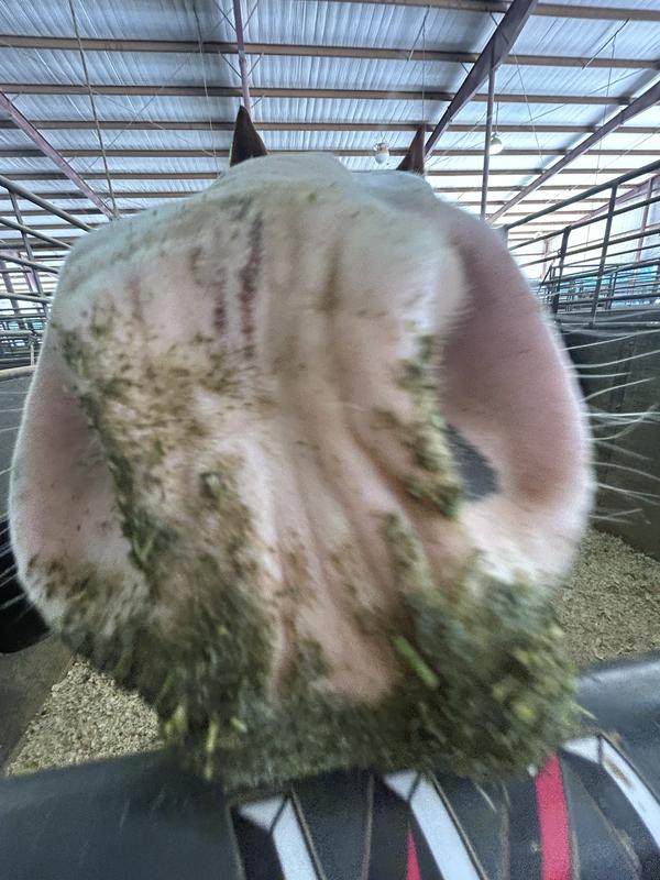 Mom, can I have more?