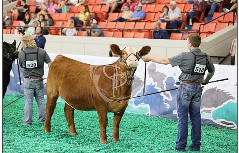 Pure Breed Simmental 2019 simmental jr nationals