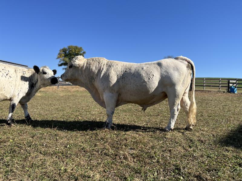 White Dexter breeding bull
