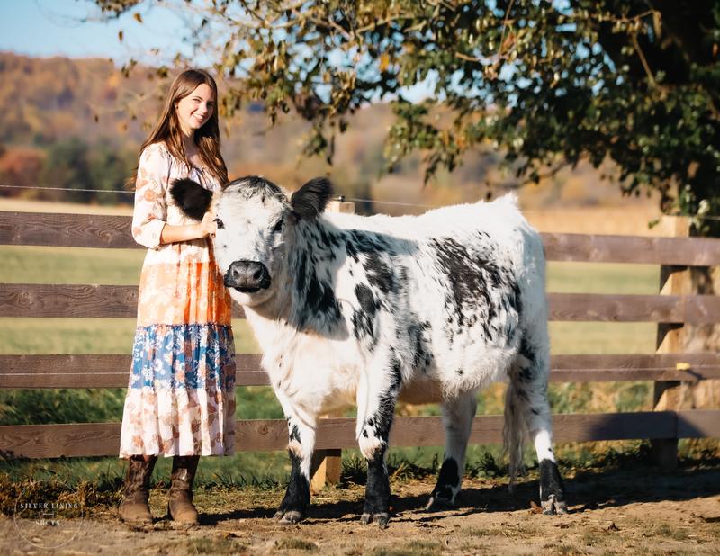 HighPark first calf heifer
