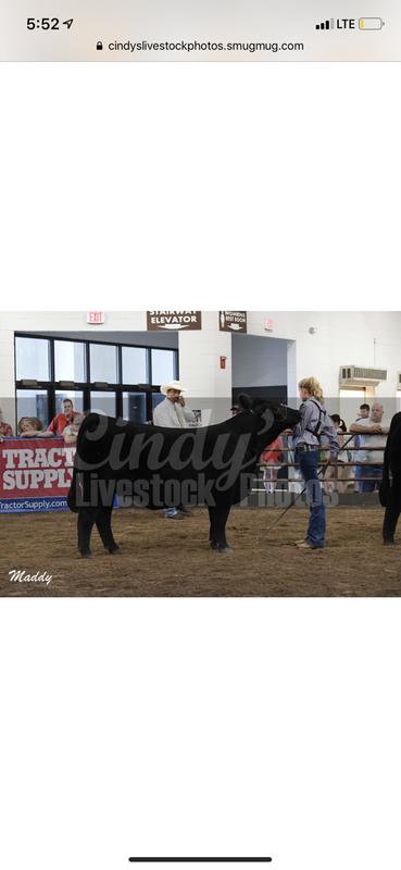 % Simmental 2019 state fair