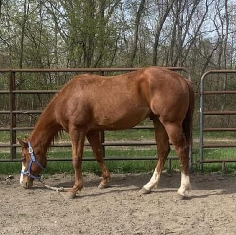 Huge results for Remington