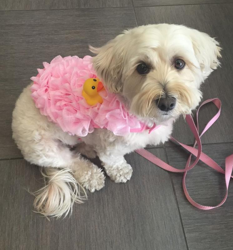 Pretty in pink- it's for doggies too!