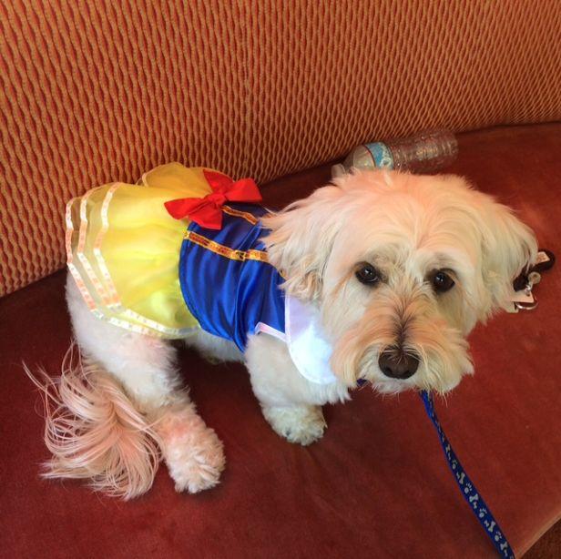 Have you seen my dwarfs anywhere?