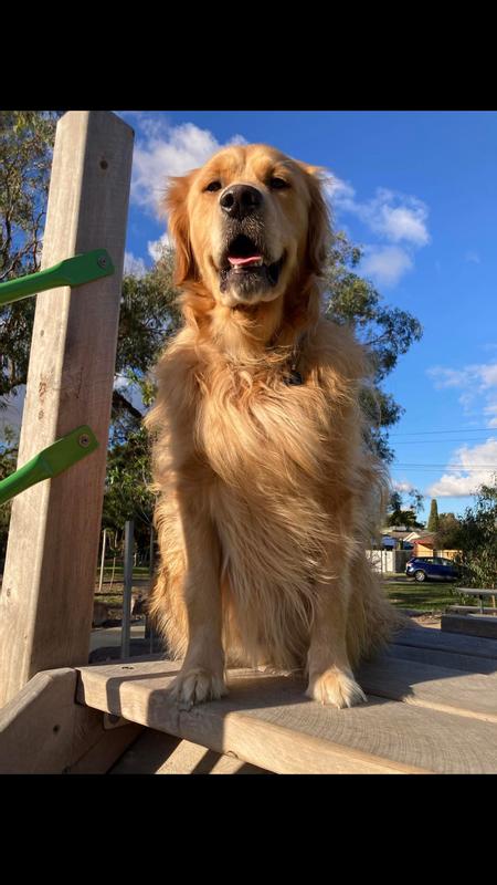 Royal Canin Golden Retriever Adult Dog Food 12kg