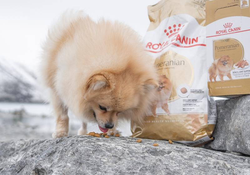 Teacup Pomeranian Adult Good Dog Food For Pomeranians Royal Canin