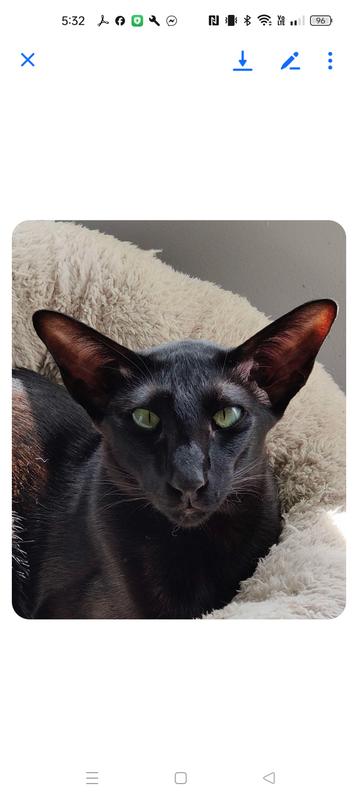 Royal Canin Fit Cat Food 2kg