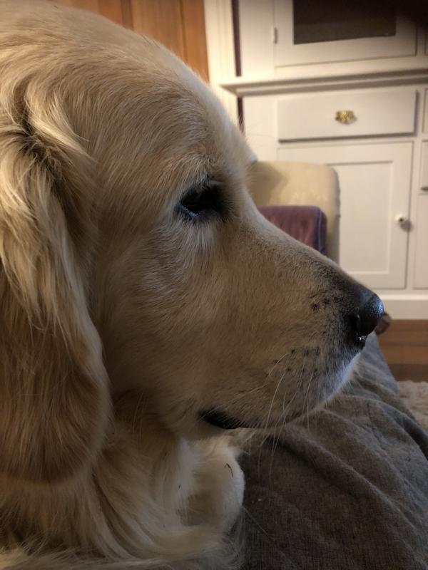 Royal Canin Golden Retriever Adult Dog Food 12kg