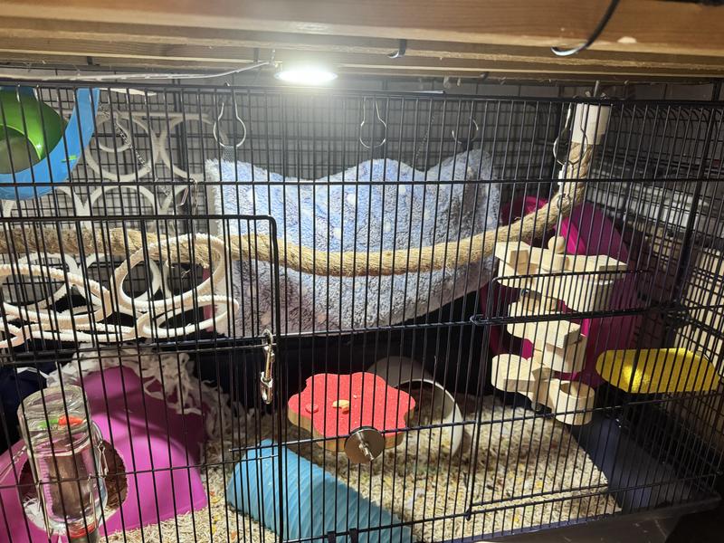 Little Friends Mamble Rat Hamster Narrow Bar 100cm Cage Robert Dyas