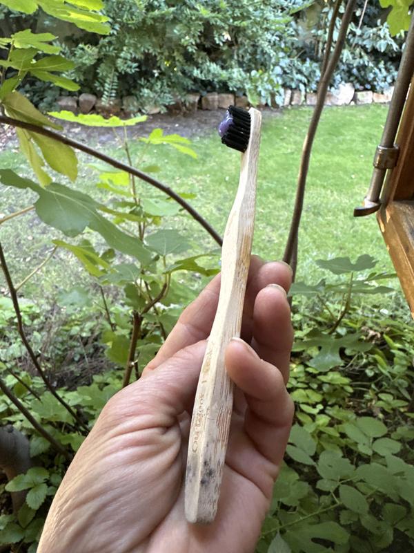 wie pflegt man bananenpflanzen Bananenstaude Musa kaufen | 80 cm main image 0