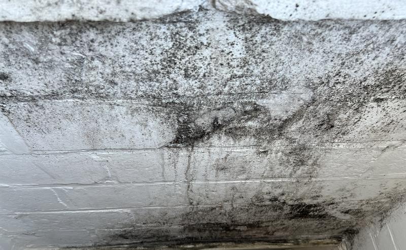 Schimmel Entfernen Lederjacke Schimmel Waschmaschine Domol