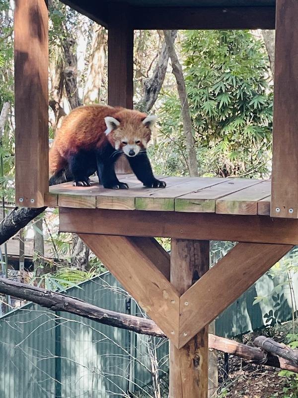 Currumbin Wildlife Red Panda Sanctuary Perfume Adelaide Zoo