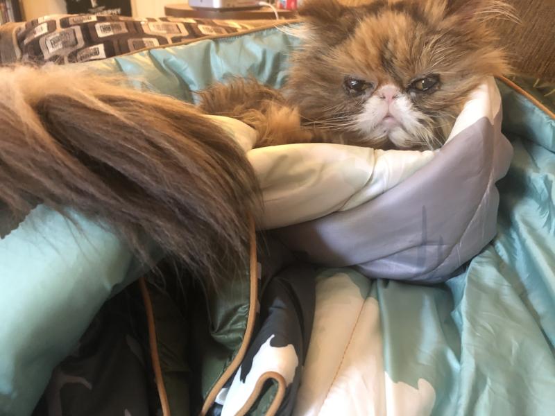 Photo submitted with review of product