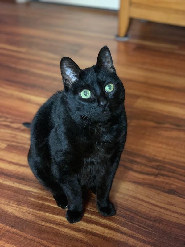 Puma loves The World's Best Cat Litter