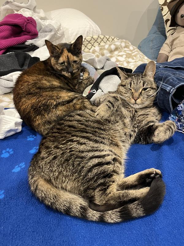 Liberty and Belle do laundry.