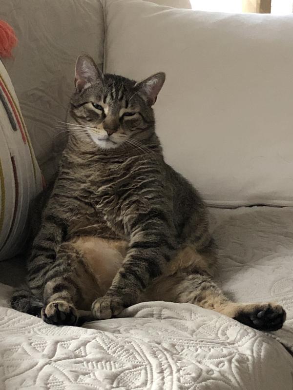 Max and Moses both I rescued off the streets of Virginia Beach