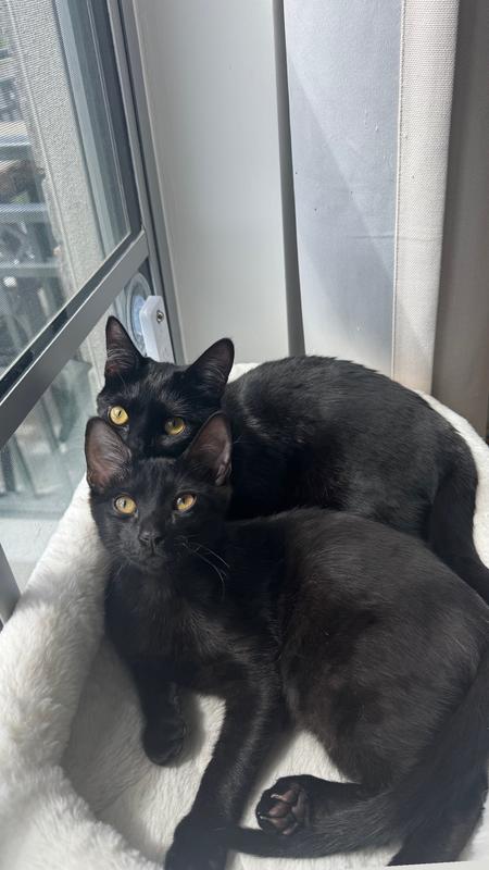 follow @thehousepanthers on tiktok and IG