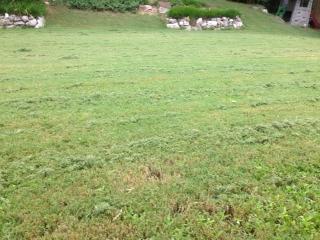 Showing the yard, Its was high and wet.