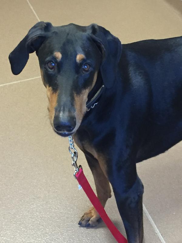 Bella getting patiently waiting