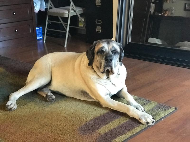 Our Beautiful Bentley