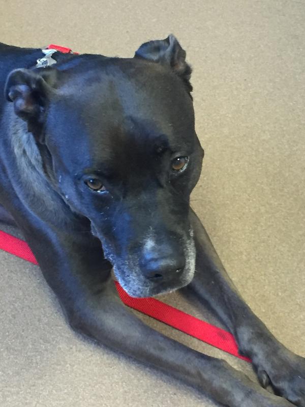 Andrea is our adopted rescue, patiently waiting to go for walk