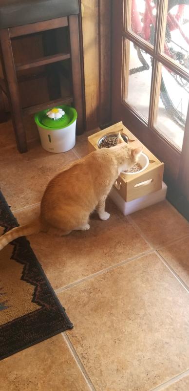 Rover the cat has a very good life lol! loves the Wellness pate, eats very little dry food, HEALTHY CAT!