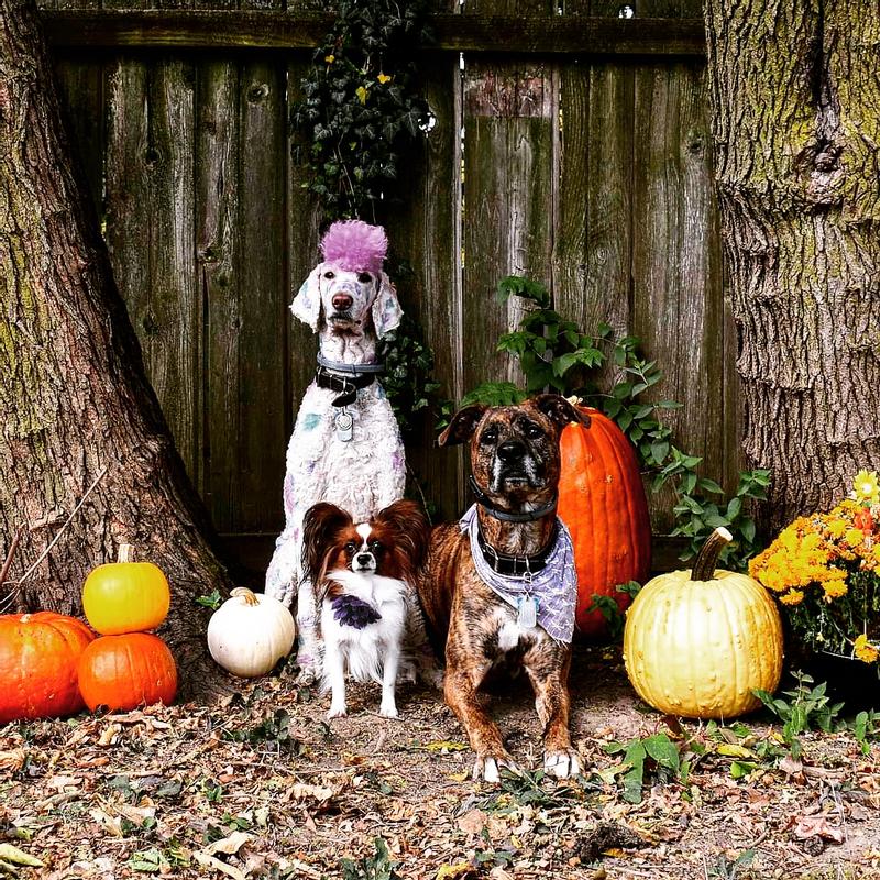 Promise:poodle//Adora:papillion/Keeper:BBMxshepherd