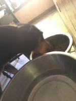 She is gobbling down her dinner.