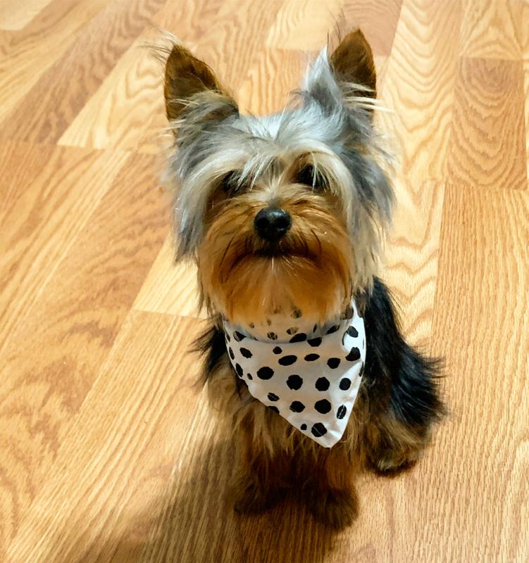 Tucker Loves Wellness!