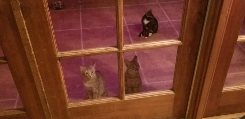 3 sisters waiting for their Wellness dinner! Healthy & growing after 2 months on it!