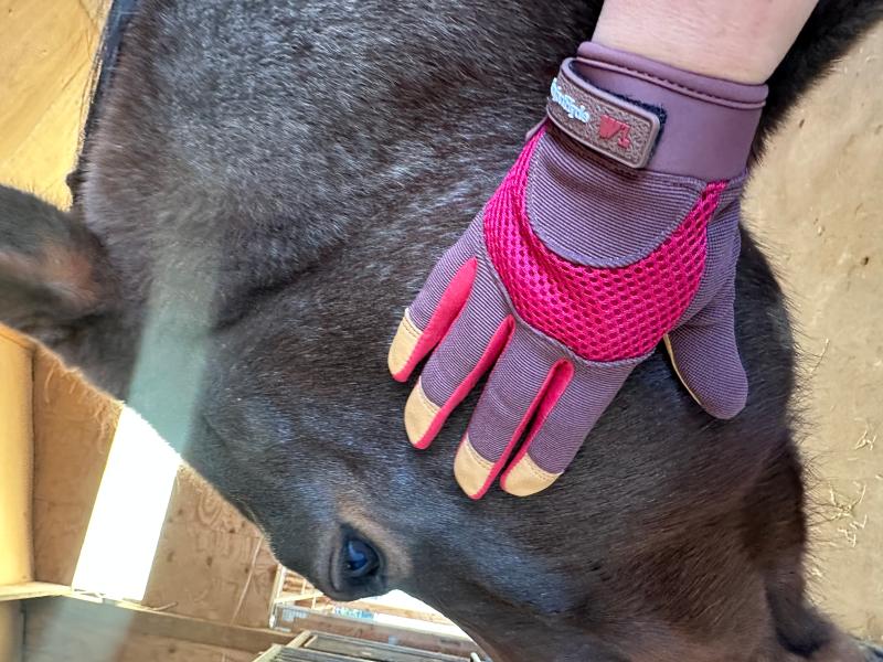 Women's Slip-On Breathable 3D Mesh Gloves by Wells Lamont at Fleet
