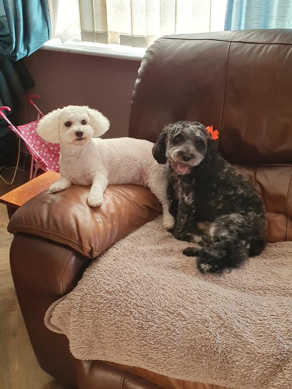 harringtons dog food wilko