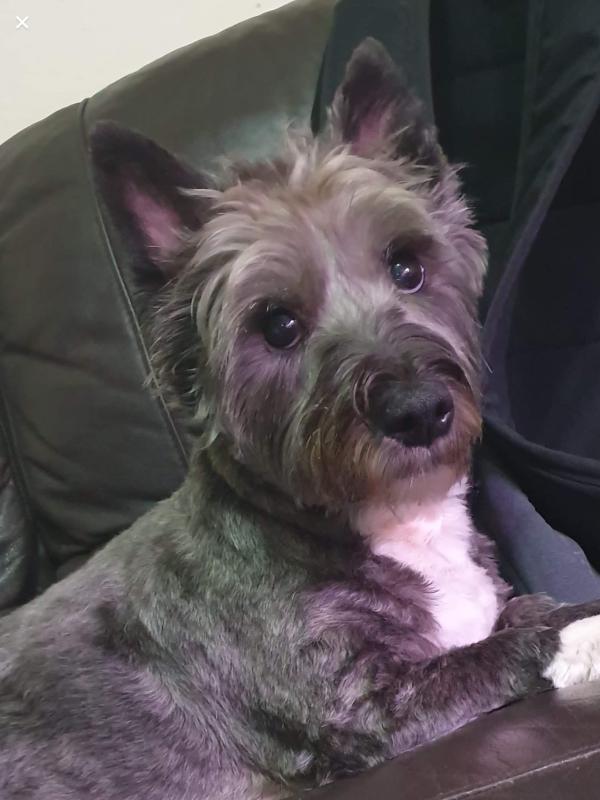 harringtons dog food wilko