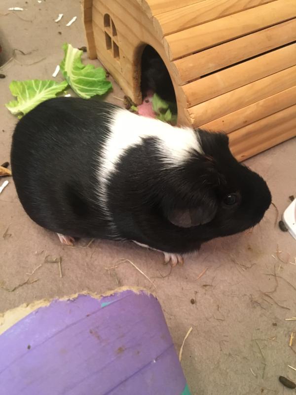 wilko guinea pig nuggets