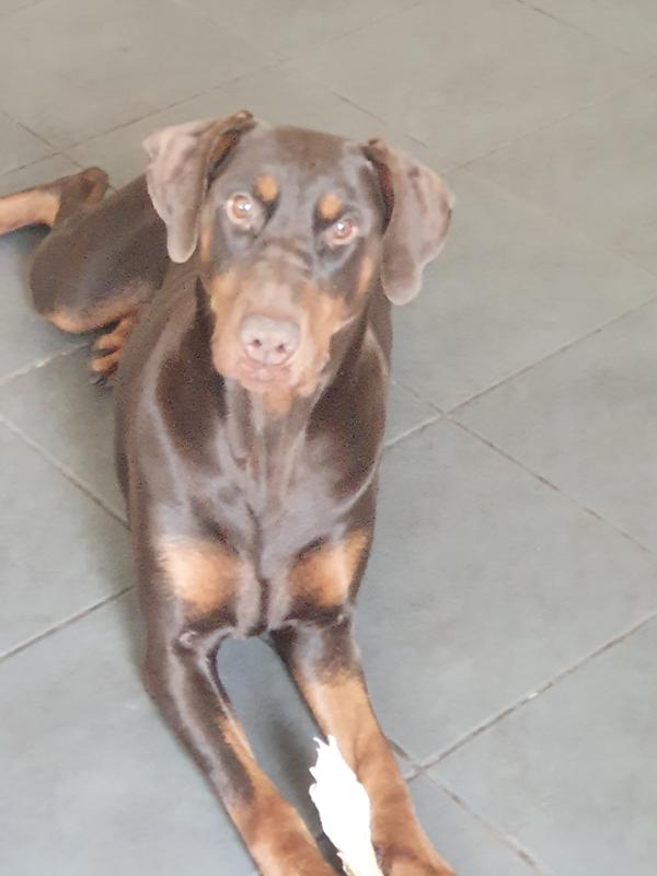 harringtons dog food wilko