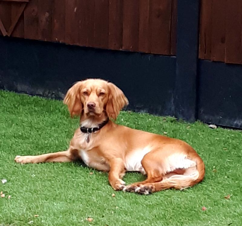 harringtons dog food wilko