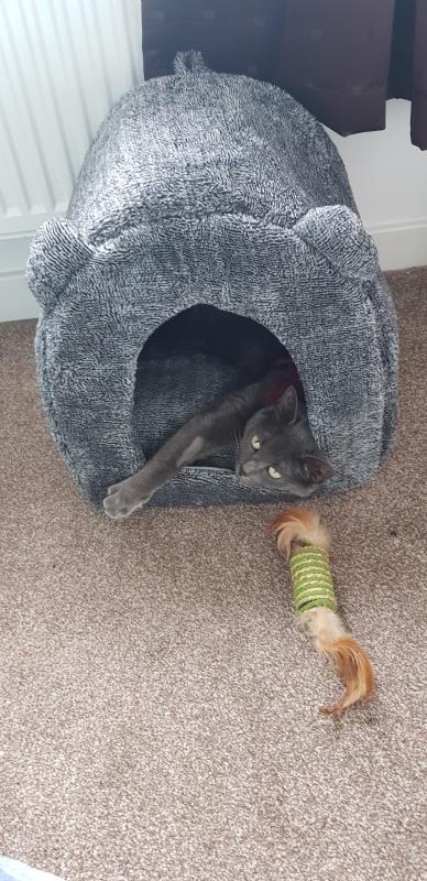 rosewood grey teddy bear cat bed