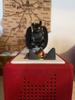 Customer review photo 1