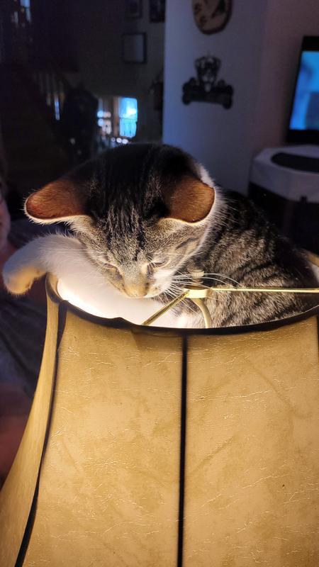 Taste Of The Wild Lights Up My Life.