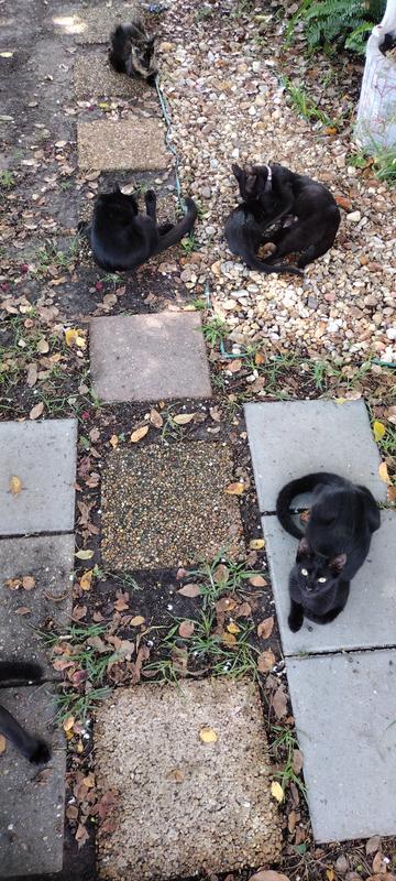 Waiting for me to bring them more!