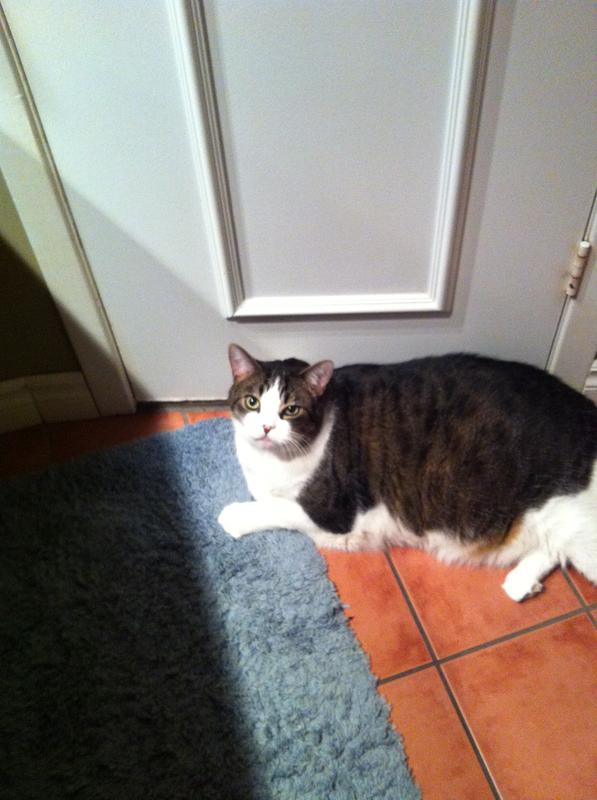 MON CHAT BOUBOULE