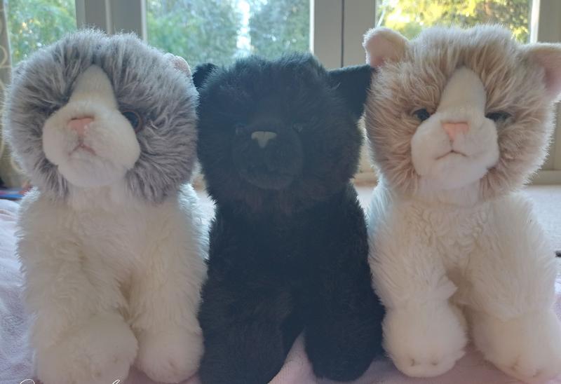 Fluffy cat teddy online