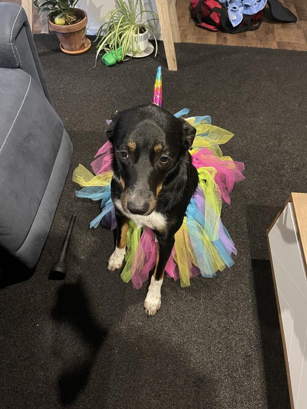 Unicorn outfit nz hotsell