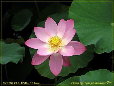 picture #39