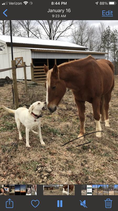 Getting kisses from Tilly